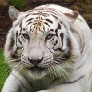 Meet your Posher, Bobby